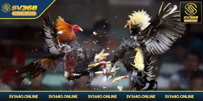 Đá gà cựa dao - Những màn so tài đỉnh cao tại SV368 4 Chọi gà cựa dạo mang tới kết quả minh bạch