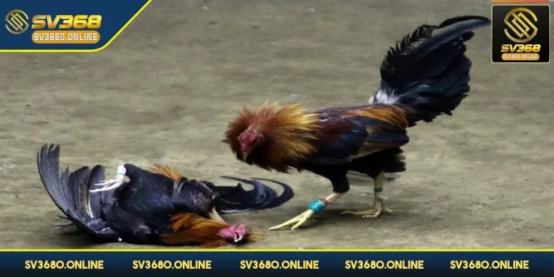 Đá gà cựa sắt - Mãn nhãn với các trận đấu gay cấn tại SV368 3 Gà bị xử thua khi ngã xuống không thể thi đấu