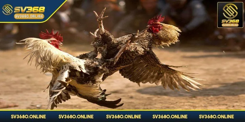 Đá gà cựa sắt - Mãn nhãn với các trận đấu gay cấn tại SV368 2 Đá gà cựa sắt một thể loại vô cùng mới mẻ