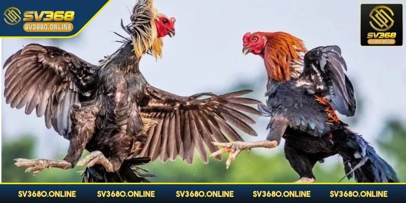 Đá gà đòn - Bí quyết chơi thắng chắc của kê sư tại SV368 3 Điểm hấp dẫn của chọi gà đòn là sức mạnh của chiến kê