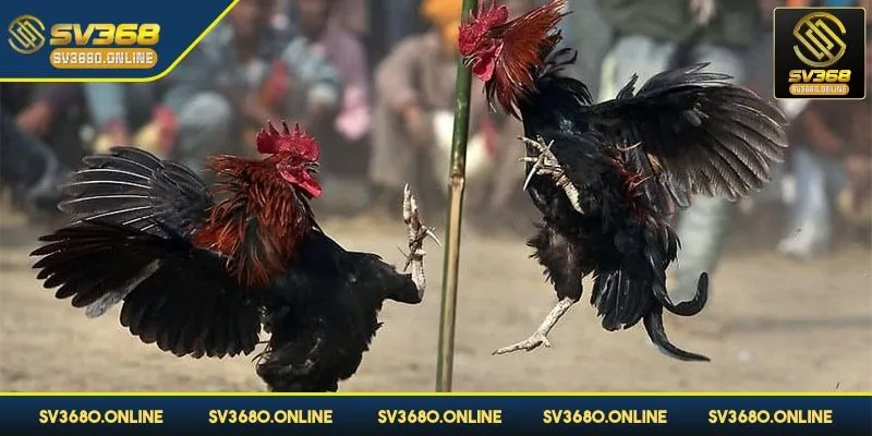 Đá gà Thomo - Nơi quy tụ của các chiến kê hành đầu 3 Xuống tiền với các cửa khác nhau