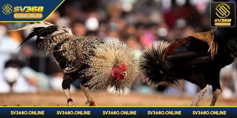 Đá gà Thomo - Nơi quy tụ của các chiến kê hành đầu 2 Đá gà Thomo nơi sẽ quy tụ những chiến kê hàng đầu