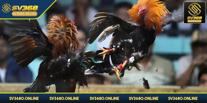 Đá gà Thomo - Nơi quy tụ của các chiến kê hành đầu 4 Luôn học hỏi thêm kiến thức bổ ích