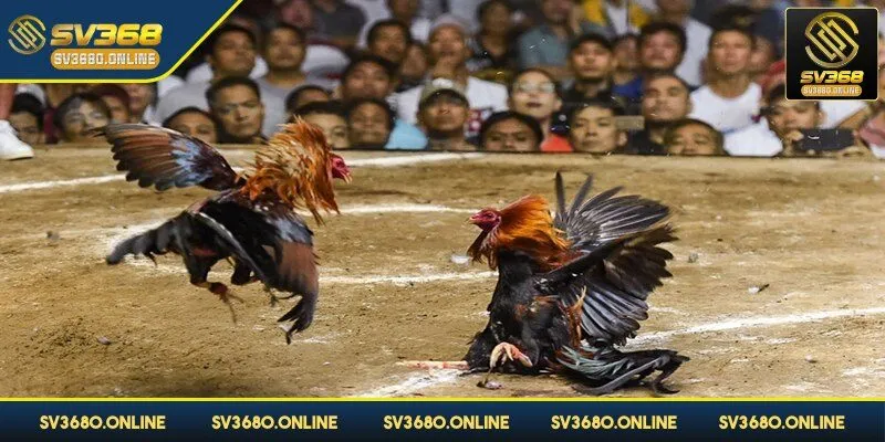 Đá gà tre tại SV368 - Trải nghiệm các trận đấu đỉnh cao 4 Bạn có thể chơi theo số đông