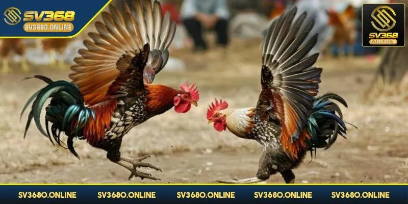 Đá gà tre tại SV368 - Trải nghiệm các trận đấu đỉnh cao 2 Đá gà tre tại SV368 cái tên này đã quá quen thuộc