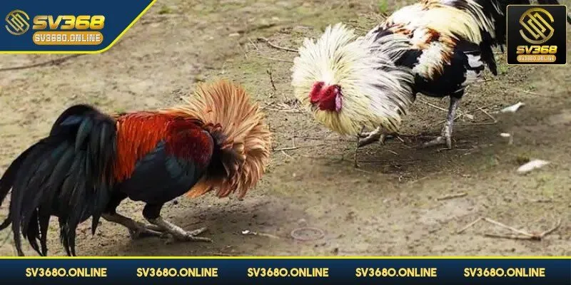 Đá gà tre tại SV368 - Trải nghiệm các trận đấu đỉnh cao 3 Hiểu rõ luật chơi chìa khóa thành công cao