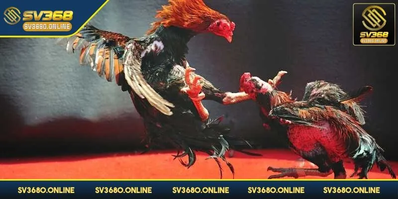 Đá gà trực tiếp tại SV368 - Đắm chìm vào trận đấu nảy lửa 3 Các thể loại khác nhau giúp người chơi thoải mái chọn lựa