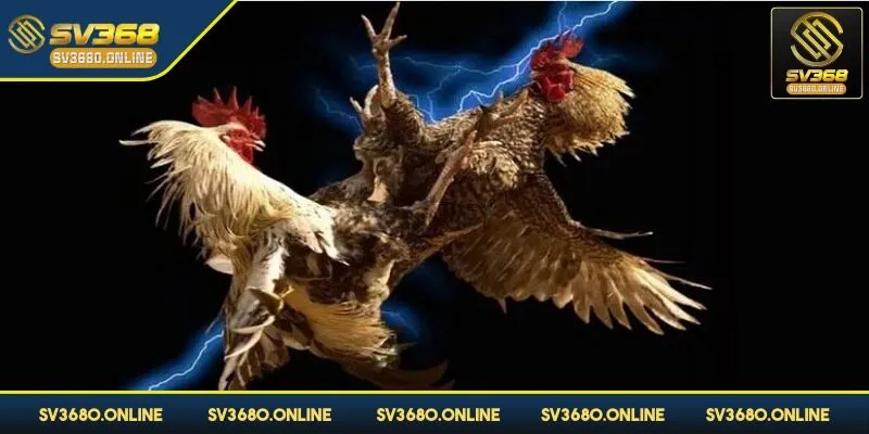 Đá gà trực tiếp tại SV368 - Đắm chìm vào trận đấu nảy lửa 4 Mỗi một trận đấu gà diễn ra tương đối nhanh chóng