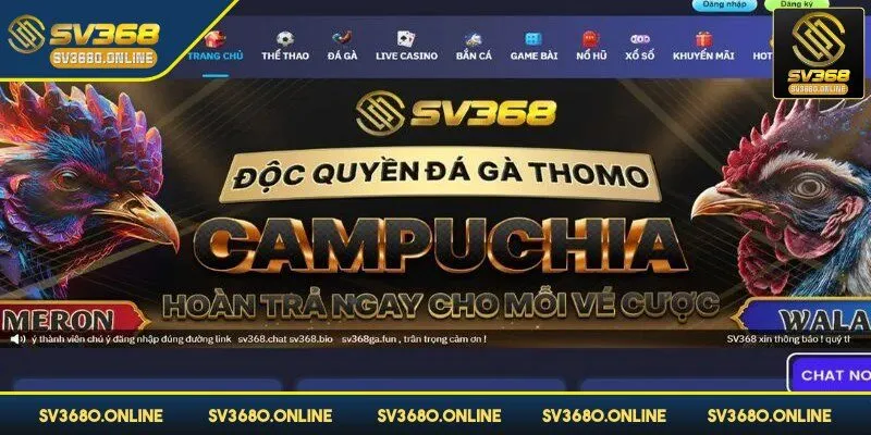 Đá gà trực tiếp tại SV368 - Đắm chìm vào trận đấu nảy lửa 2 Đá gà trực tiếp là một trải nghiệm vô cùng độc đáo